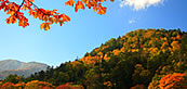 栃木