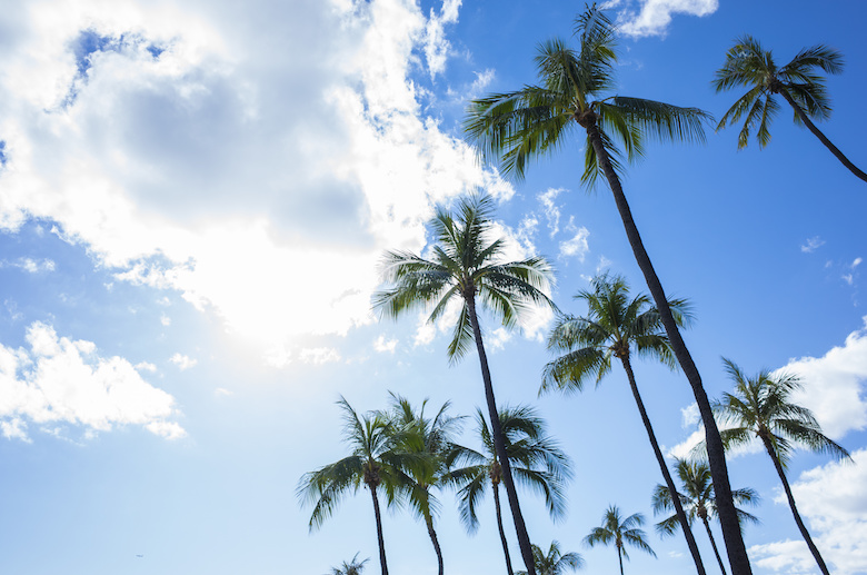 ハワイ　ヤシの木と青空