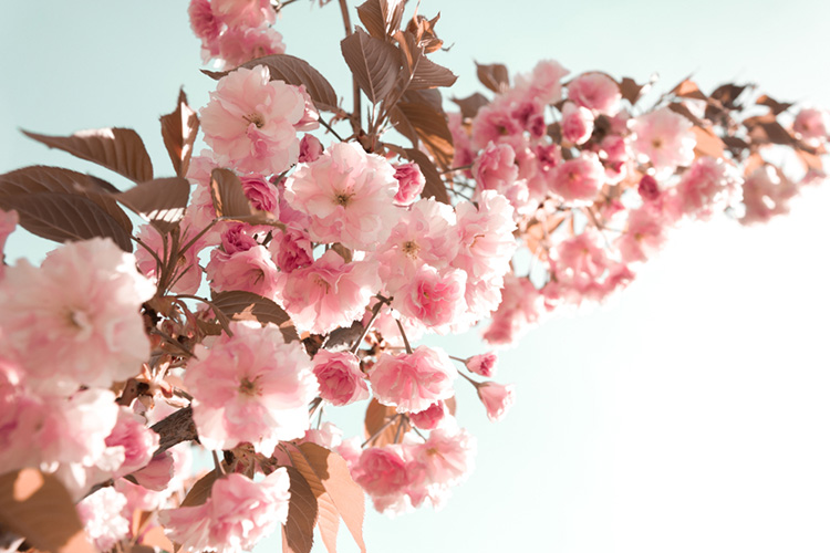 桜がテーマの結婚式