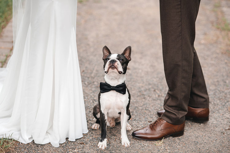 ペットと一緒に結婚式！愛犬に着せたい衣装アイディア