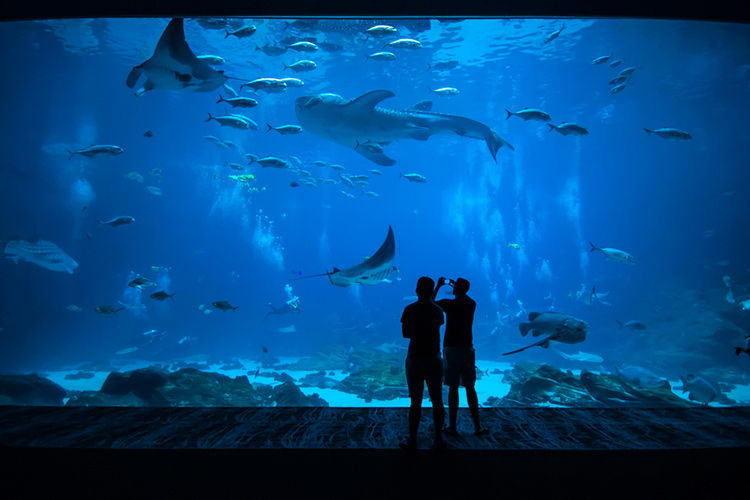 水族館の水槽