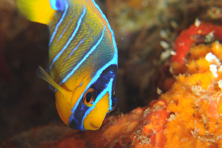 シュノーケリングやダイビングできれいな熱帯魚にも会える