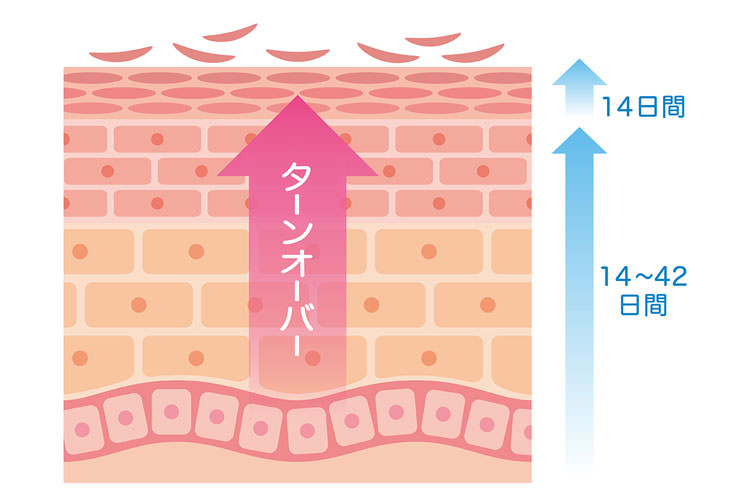 お肌のターンオーバー